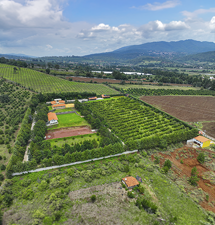 Perímetro Arboleado